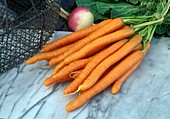 Frisch gewaschene Karotten, Möhren (Daucus carota) im Bund