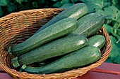 Freshly harvested courgettes (Cucurbita pepo) in basket