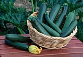 Frisch geerntete Zucchini (Cucurbita pepo) in Korb und auf Tisch