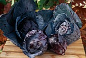 Freshly harvested heads of red cabbage (Brassica) on wooden board