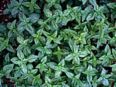 Basil (Ocimum basilikum)