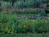 Farm garden with vegetables, calendula (marigolds), centaurea (cornflowers)