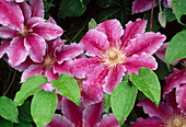 Clematis 'Dr. Ruppel' (Wood Vine)