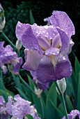 Iris pallida (Bleiche Schwertlilie)
