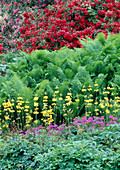 Bed with Rhododendron