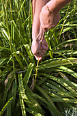 Withered inflorescences of Hemerocallis (daylily)