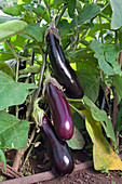 Solanum melongena (Aubergine), Früchte an der Pflanze