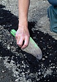 Sowing radishes