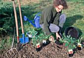 Planting perennials 