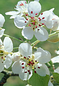 Pear blossom