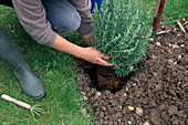 Planting rosemary step by step