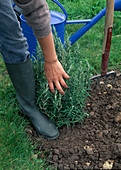 Planting Rosemary Step By Step