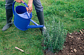 Planting rosemary: Watering the plant