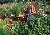 Woman removing faded flowers of cosmos (jewelweed), currant bush (Ribes) and lettuce (Lactuca) in the bed