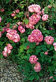 Rosa 'Raubritter' (rose), Strauchrose oder niedrige