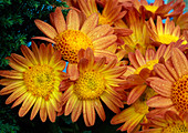 Chrysanthemum indicum (Herbstchrysantheme)