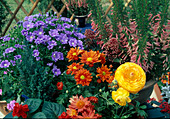 Plant a tray of summer flowers: Chrysanthemum, Ranunculus, Salvia - (7/7)