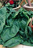 Freshly harvested spinach (Spinacia oleracea)