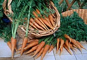 Nach der Ernte gewaschene Möhren, Karotten (Daucus carota) mit Kraut in Korb und als Bund