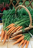 Frisch geerntete und gewaschene Möhren, Karotten (Daucus carota)