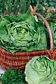 Freshly harvested lettuce, head lettuce (Lactuca)
