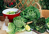Frisch geernteter Salat, Kopfsalat (Lactuca)