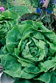 Freshly harvested lettuce, lettuce