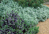 Herb garden with rosemary