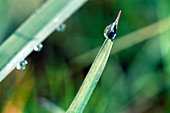 Gras mit Wassertropfen