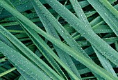 Grass with water drops