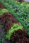 Mixed culture with red and green lactuca, carrots, carrots (Daucus carota) and radishes (Raphanus)