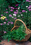 Frisch geerntete Petersilie (Petroselinum) im Korb am Beet mit Iberis (Schleifenblumen)