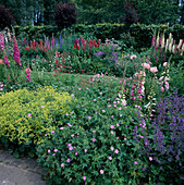 Early summer beds with flowering perennials: Geranium (cranesbill), Alchemilla mollis (lady's mantle), Digitalis (foxglove), Lupinus (lupines), Nepeta (catmint)