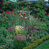 Blühendes Frühsommerbeet mit Allium (Zierlauch), Papaver rhoeas (Klatschmohn), Tanacetum (Mutterkraut) und Rosa (Rosen), kleine Hecke aus Buxus (Buchs) als Einfassung