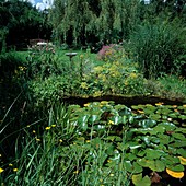 Pond with Nymphaea (water lilies), Ranunculus (buttercup), Stratiotes aloides (crayfish claw), Menyanthes (fever clover), on the bank - Alchemilla mollis (lady's mantle), Miscanthus 'Zebrinus' (zebra grass, porcupine grass).