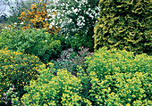 Gelber Garten: Euphorbia (Wolfsmilch), Hypericum olympicum (Johanniskraut), Chamaecyparis (Gelbe Scheinzypresse), Rosa (weiße Rose) und Ginster