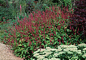 Polygonum amplexicaule 'Blackfield' (candle knotweed) and Sedum telephium (stonecrop)