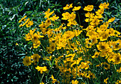 Coreopsis lanceolata (girl's eye)