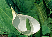White mock calla (Lysichiton camtschatcensis)