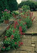 Centranthus ruber (Rote Spornblume) wächst zwischen Mauer und gepflasterter Terrasse, Töpfe mit Pelargonium (Geranien) auf der Mauer