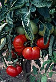 Fleischtomaten, Tomaten (Lycopersicon)