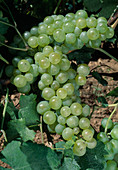 Ripe grapes 'Seyval Blanc' (Vitis vinifera)