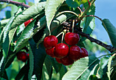 Sweet cherries (Prunus avium)