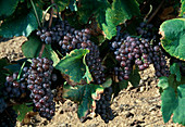 Ripe grapes (Vitis vinifera)
