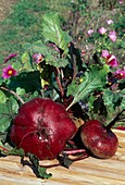 Freshly harvested and washed beetroot (Beta vulgaris)