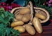 Frisch geerntete Kartoffeln (Solanum tuberosum)