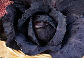 Freshly harvested red cabbage (Brassica)