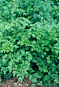 Flat-leaved parsley (Petroselinum)