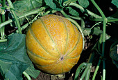 Sugar melon (Cucumis melo)