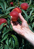 Picking peaches (Prunus persica)